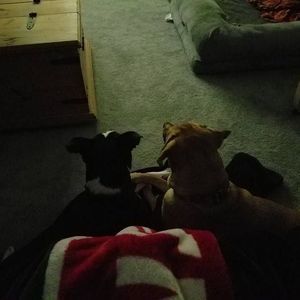 Meet your Posher, Ginger